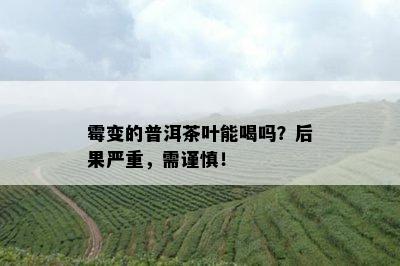 霉变的普洱茶叶能喝吗？后果严重，需谨慎！