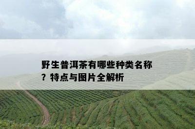 野生普洱茶有哪些种类名称？特点与图片全解析