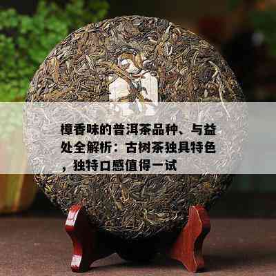 樟香味的普洱茶品种、与益处全解析：古树茶独具特色，独特口感值得一试