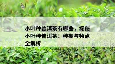 小叶种普洱茶有哪些，探秘小叶种普洱茶：种类与特点全解析