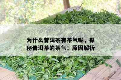 为什么普洱茶有茶气呢，探秘普洱茶的茶气：原因解析