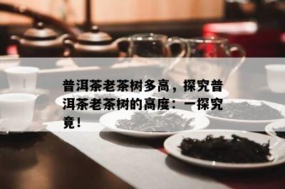 普洱茶老茶树多高，探究普洱茶老茶树的高度：一探究竟！