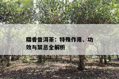 糯香普洱茶：特殊作用、功效与禁忌全解析