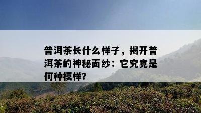 普洱茶长什么样子，揭开普洱茶的神秘面纱：它究竟是何种模样？