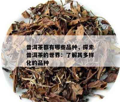 普洱茶都有哪些品种，探索普洱茶的世界：了解其多样化的品种