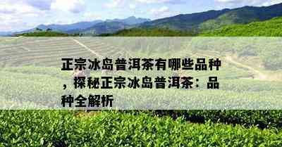 正宗冰岛普洱茶有哪些品种，探秘正宗冰岛普洱茶：品种全解析