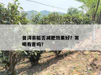 普洱茶能否减肥效果好？常喝有害吗？