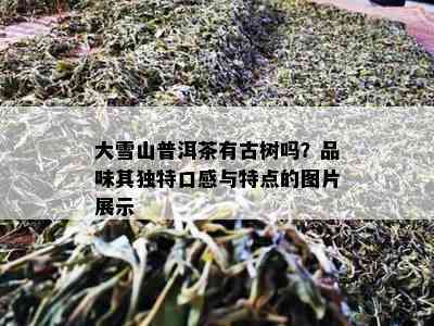 大雪山普洱茶有古树吗？品味其独特口感与特点的图片展示