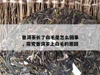 普洱茶长了白毛是怎么回事，探究普洱茶上白毛的原因