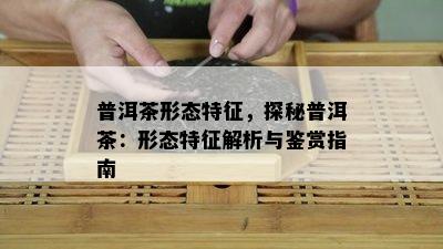 普洱茶形态特征，探秘普洱茶：形态特征解析与鉴赏指南