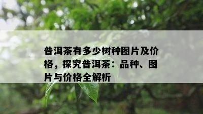 普洱茶有多少树种图片及价格，探究普洱茶：品种、图片与价格全解析