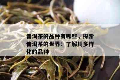 普洱茶的品种有哪些，探索普洱茶的世界：了解其多样化的品种