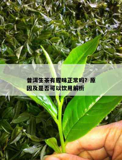 普洱生茶有腥味正常吗？原因及是否可以饮用解析