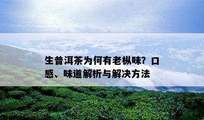 生普洱茶为何有老枞味？口感、味道解析与解决方法