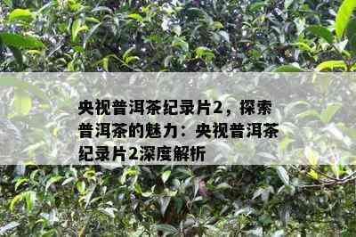 央视普洱茶纪录片2，探索普洱茶的魅力：央视普洱茶纪录片2深度解析