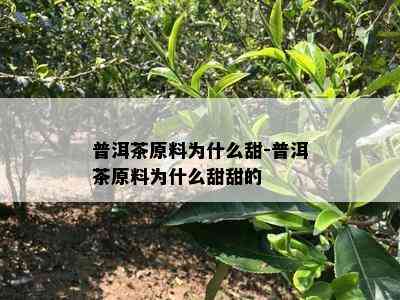 普洱茶原料为什么甜-普洱茶原料为什么甜甜的