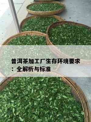 普洱茶加工厂生存环境要求：全解析与标准