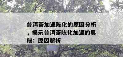 普洱茶加速陈化的原因分析，揭示普洱茶陈化加速的奥秘：原因解析