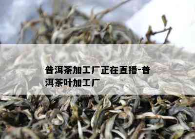 普洱茶加工厂正在直播-普洱茶叶加工厂