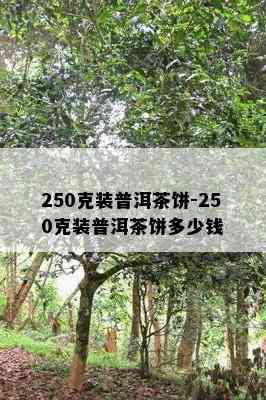 250克装普洱茶饼-250克装普洱茶饼多少钱