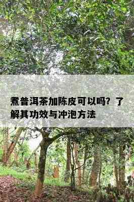 煮普洱茶加陈皮可以吗？了解其功效与冲泡方法