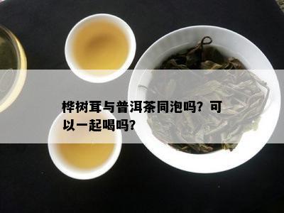 桦树茸与普洱茶同泡吗？可以一起喝吗？