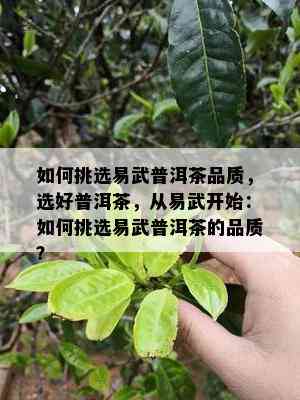 如何挑选易武普洱茶品质，选好普洱茶，从易武开始：如何挑选易武普洱茶的品质？