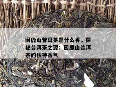 困鹿山普洱茶是什么香，探秘普洱茶之源：困鹿山普洱茶的独特香气