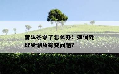 普洱茶潮了怎么办：如何处理受潮及霉变问题？