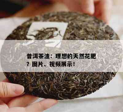 普洱茶渣：理想的天然花肥？图片、视频展示！