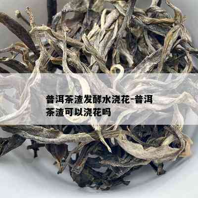 普洱茶渣发酵水浇花-普洱茶渣可以浇花吗