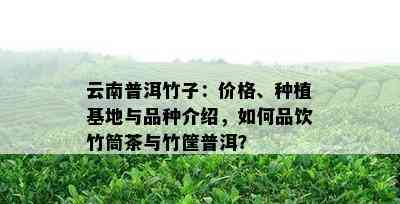 云南普洱竹子：价格、种植基地与品种介绍，如何品饮竹筒茶与竹筐普洱？