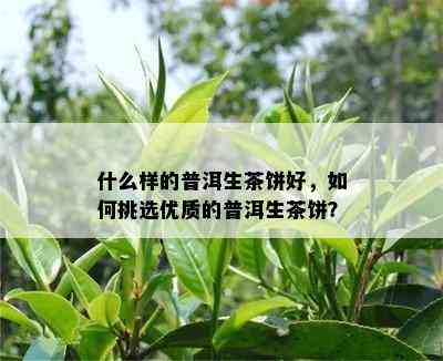 什么样的普洱生茶饼好，如何挑选优质的普洱生茶饼？