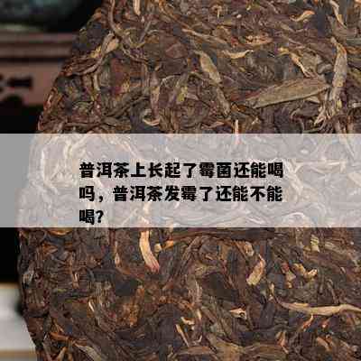 普洱茶上长起了霉菌还能喝吗，普洱茶发霉了还能不能喝？