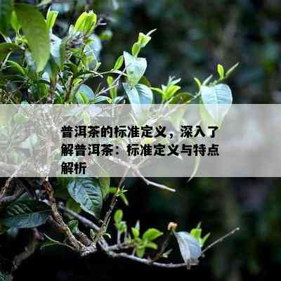 普洱茶的标准定义，深入了解普洱茶：标准定义与特点解析