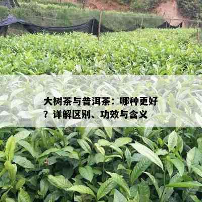 大树茶与普洱茶：哪种更好？详解区别、功效与含义