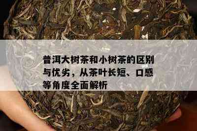 普洱大树茶和小树茶的区别与优劣，从茶叶长短、口感等角度全面解析