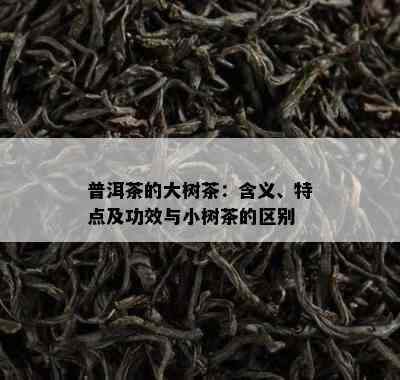 普洱茶的大树茶：含义、特点及功效与小树茶的区别