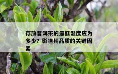 存放普洱茶的更低温度应为多少？影响其品质的关键因素