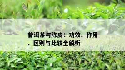 普洱茶与陈皮：功效、作用、区别与比较全解析