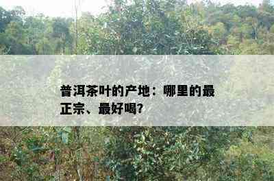 普洱茶叶的产地：哪里的最正宗、更好喝？