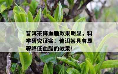 普洱茶降血脂效果明显，科学研究证实：普洱茶具有显著降低血脂的效果！