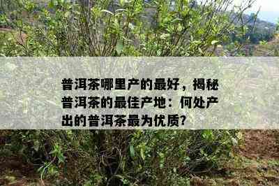 普洱茶哪里产的更好，揭秘普洱茶的更佳产地：何处产出的普洱茶最为优质？