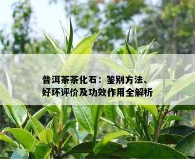 普洱茶茶化石：鉴别方法、好坏评价及功效作用全解析