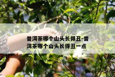 普洱茶哪个山头长得丑-普洱茶哪个山头长得丑一点