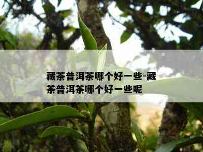 藏茶普洱茶哪个好一些-藏茶普洱茶哪个好一些呢