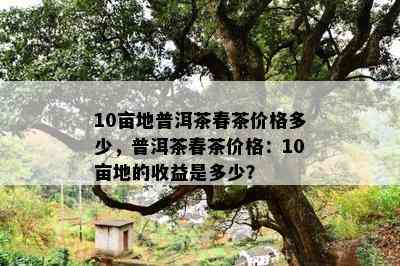 10亩地普洱茶春茶价格多少，普洱茶春茶价格：10亩地的收益是多少？