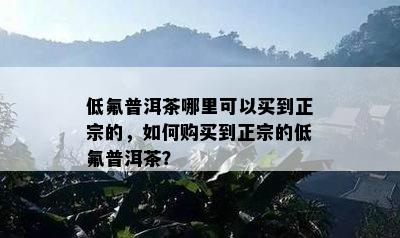 低氟普洱茶哪里可以买到正宗的，如何购买到正宗的低氟普洱茶？