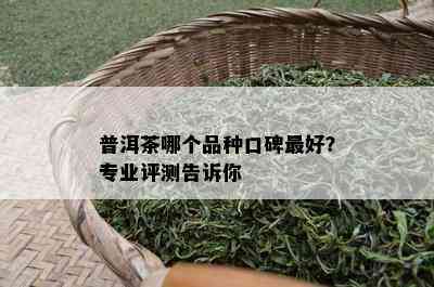 普洱茶哪个品种口碑更好？专业评测告诉你