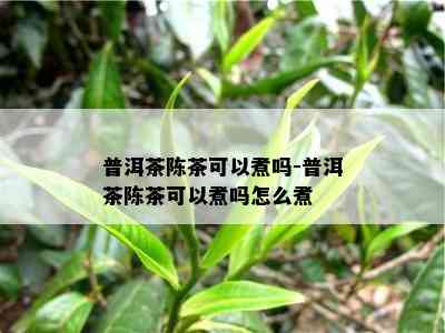 普洱茶陈茶可以煮吗-普洱茶陈茶可以煮吗怎么煮